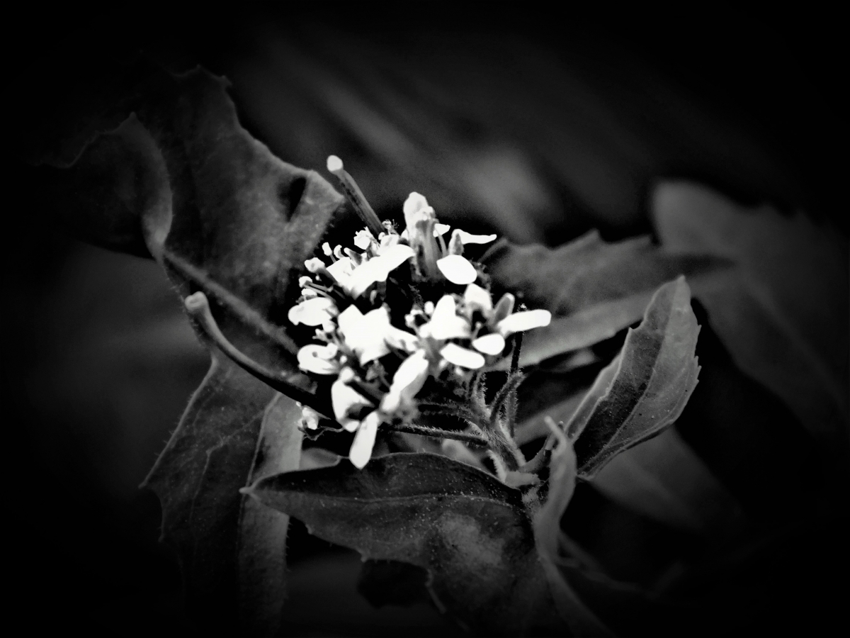 Flor muy pequea en blanco y negro