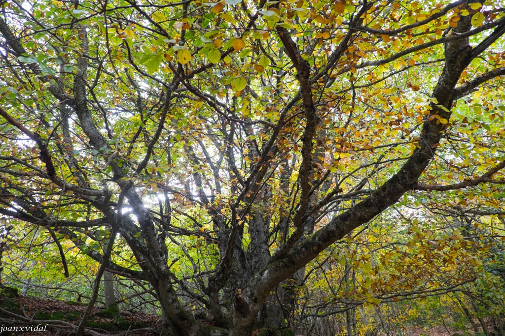 BOSC DE CARLAC