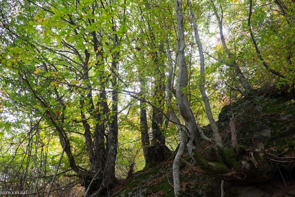 BOSC DE CARLAC