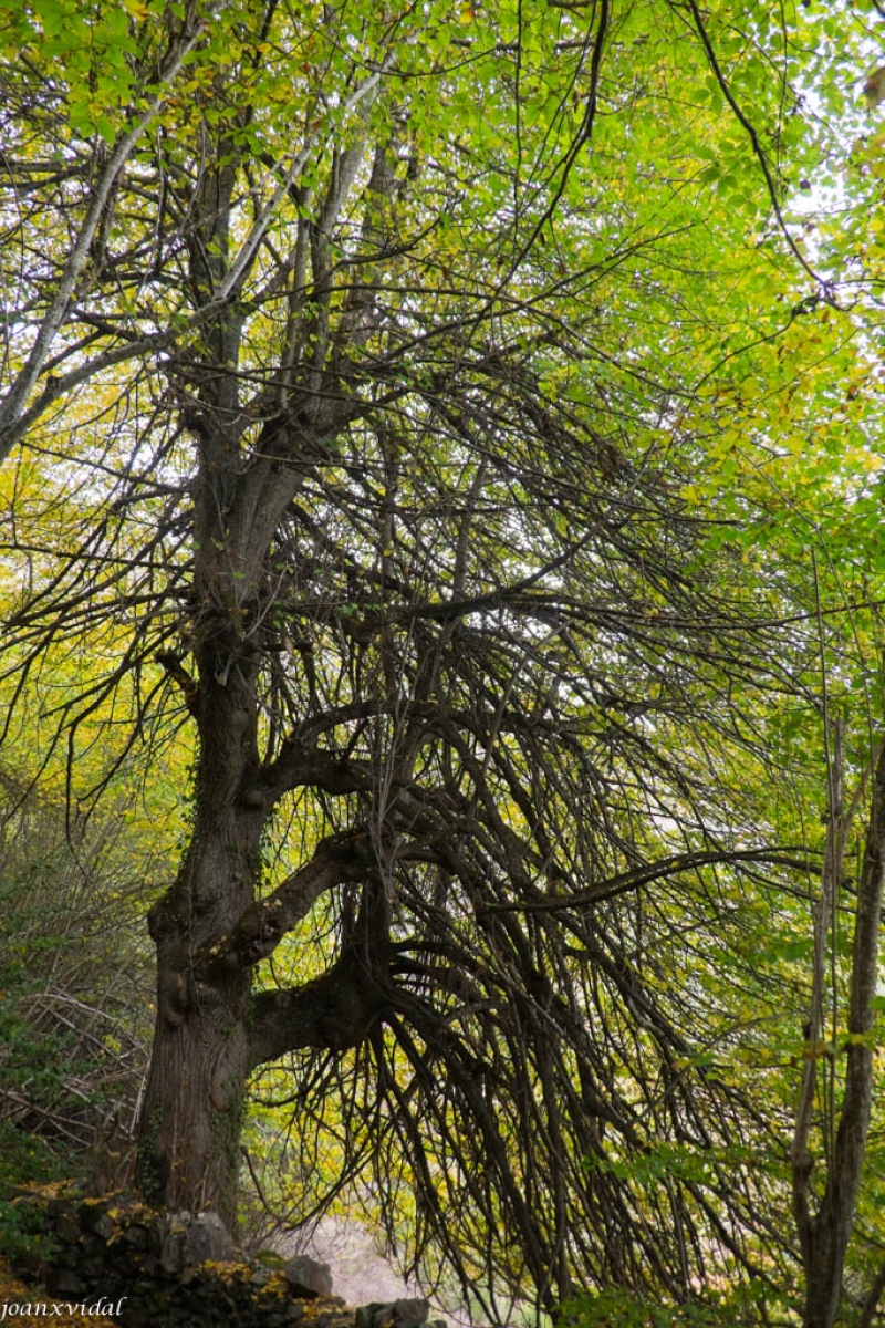 BOSC DE CARLAC