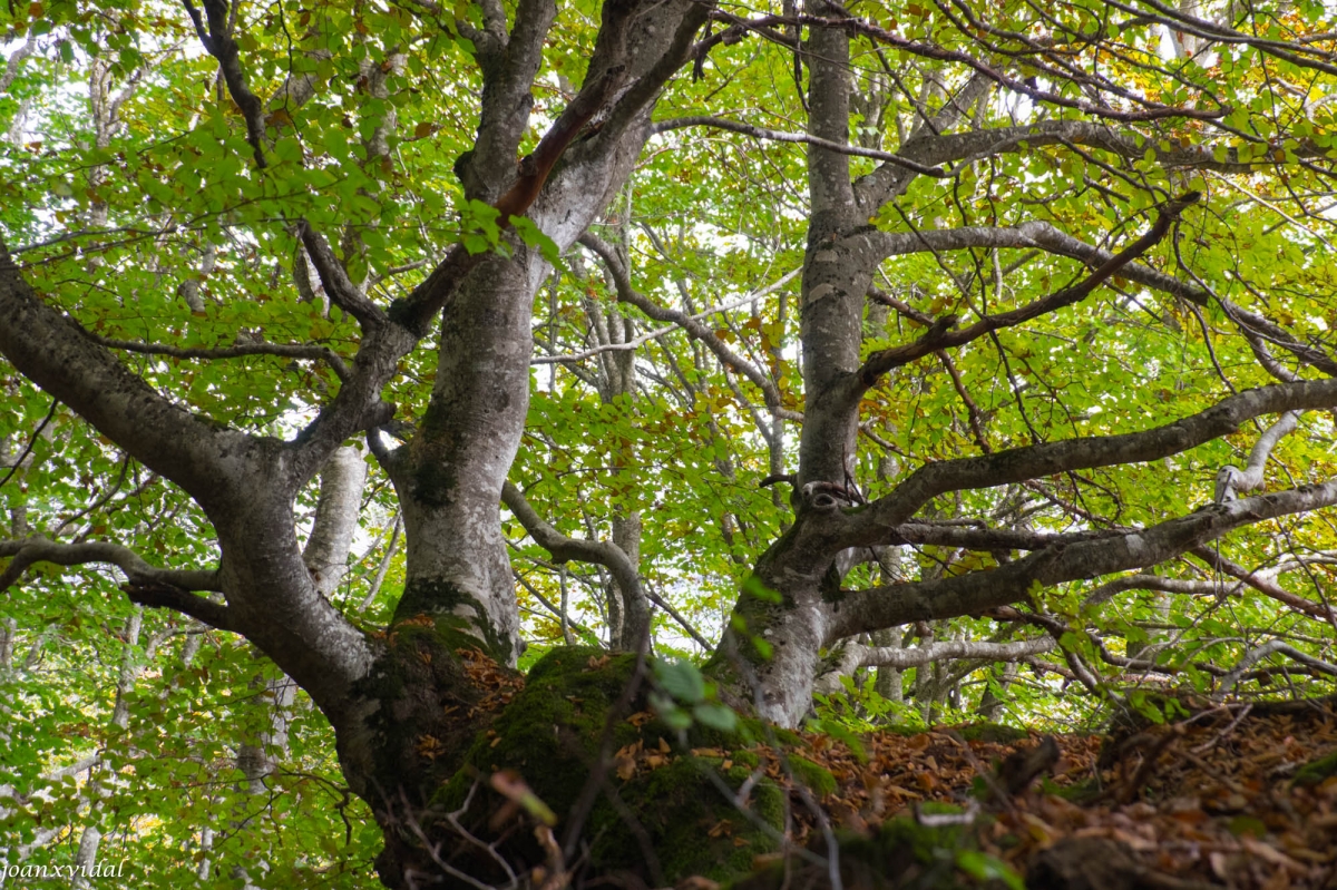 BOSC DE CARLAC