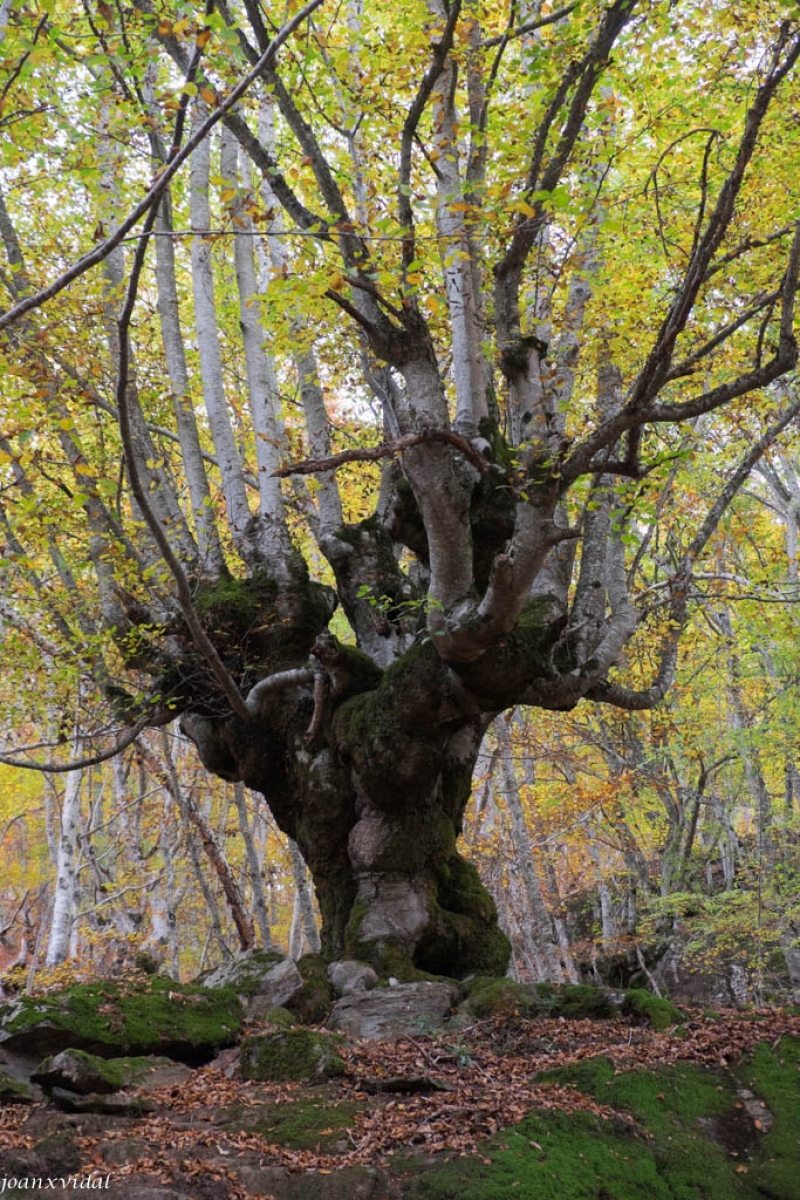 BOSC DE CARLAC