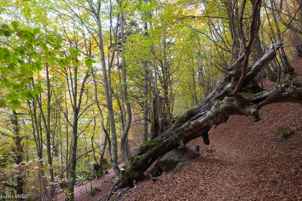 BOSC DE CARLAC