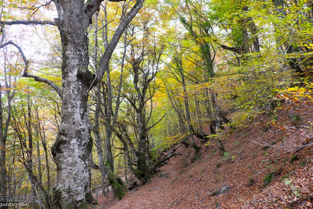 BOSC DE CARLAC