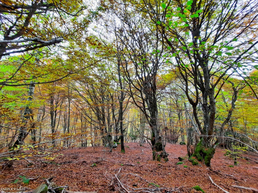 BOSC DE CARLAC