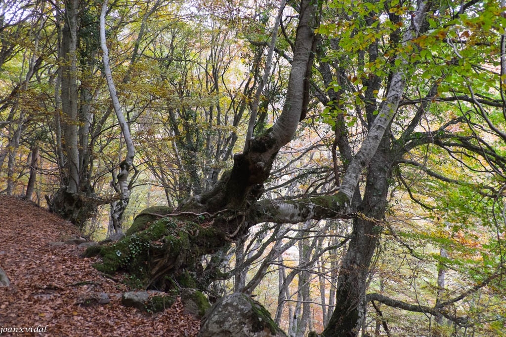 BOSC DE CARLAC