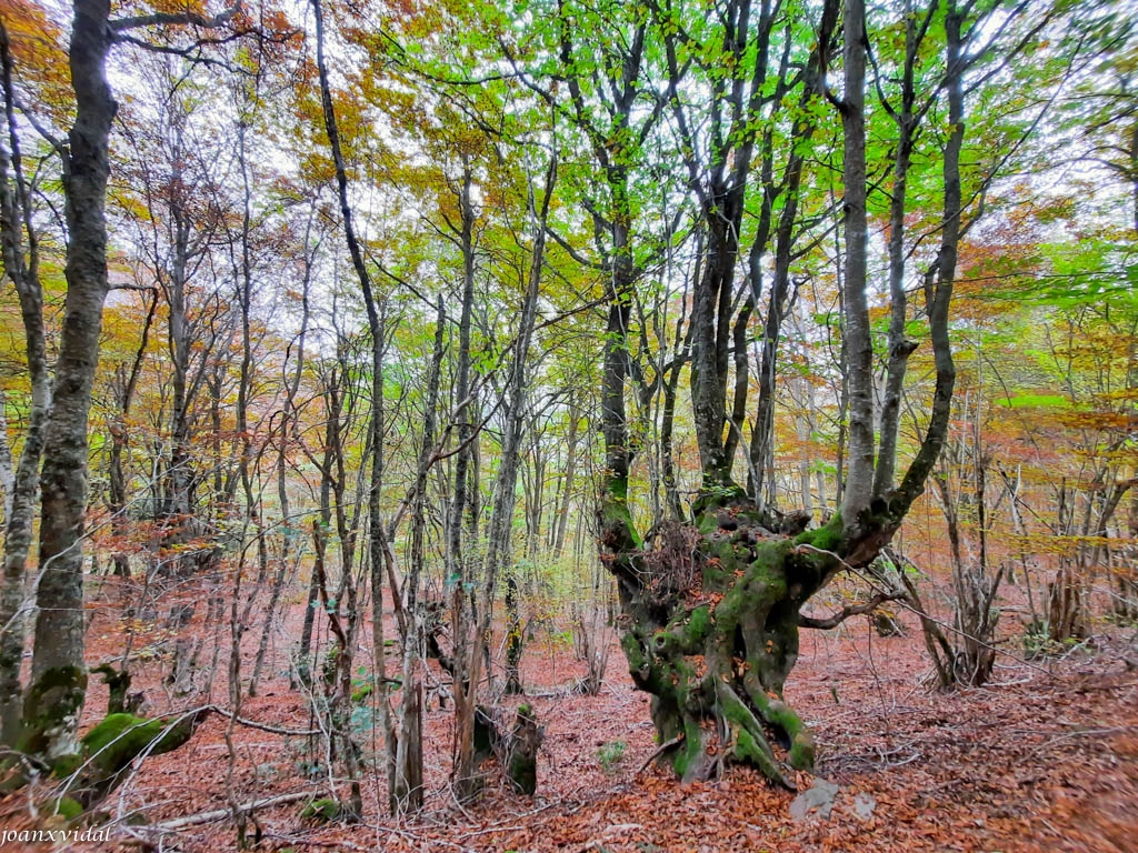 BOSC DE CARLAC