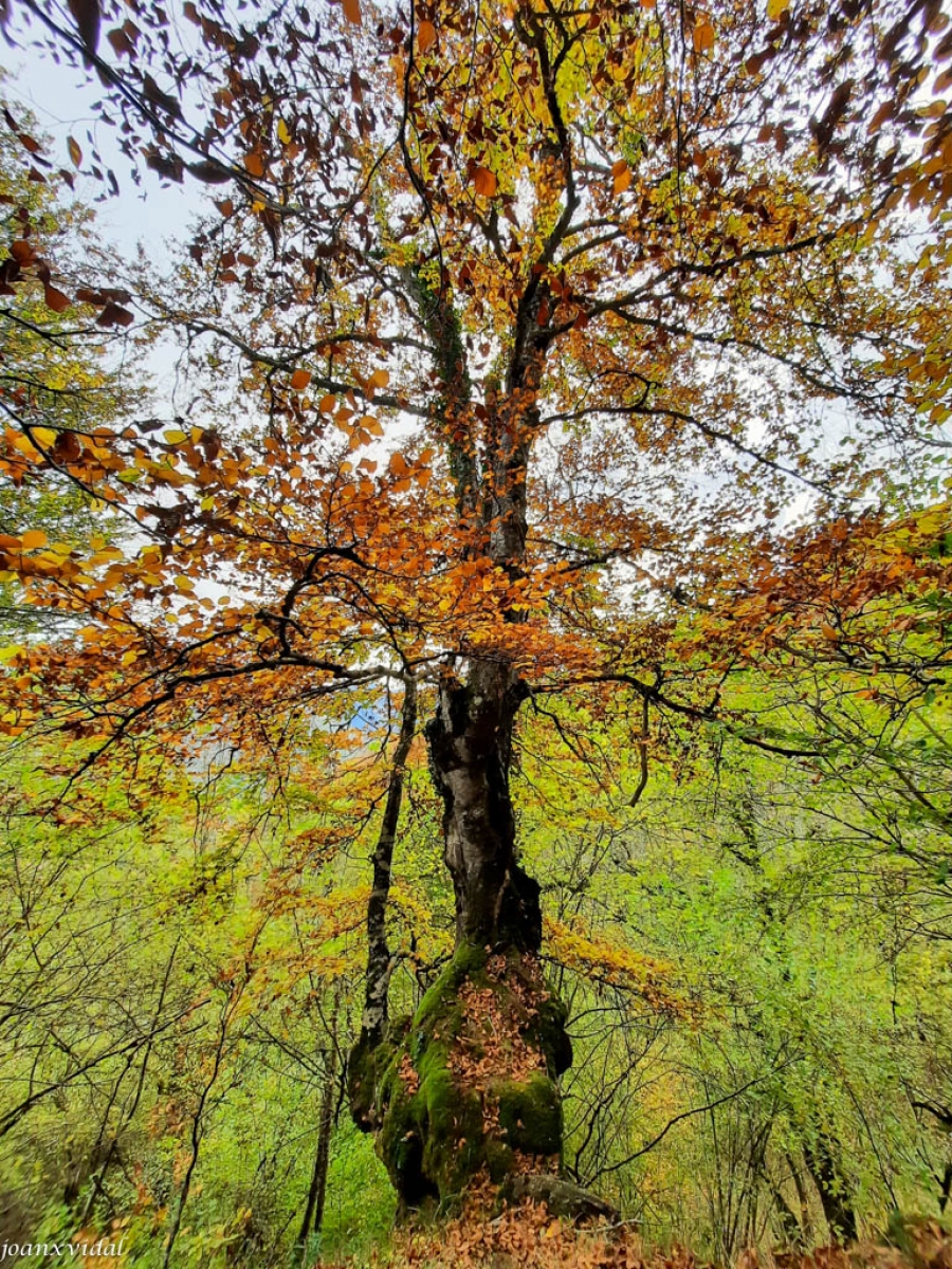 BOSC DE CARLAC