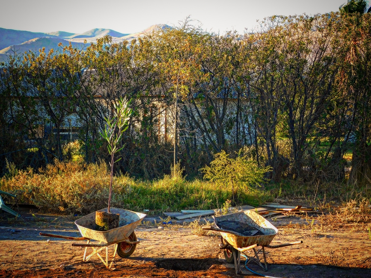 Reforestando a parcela