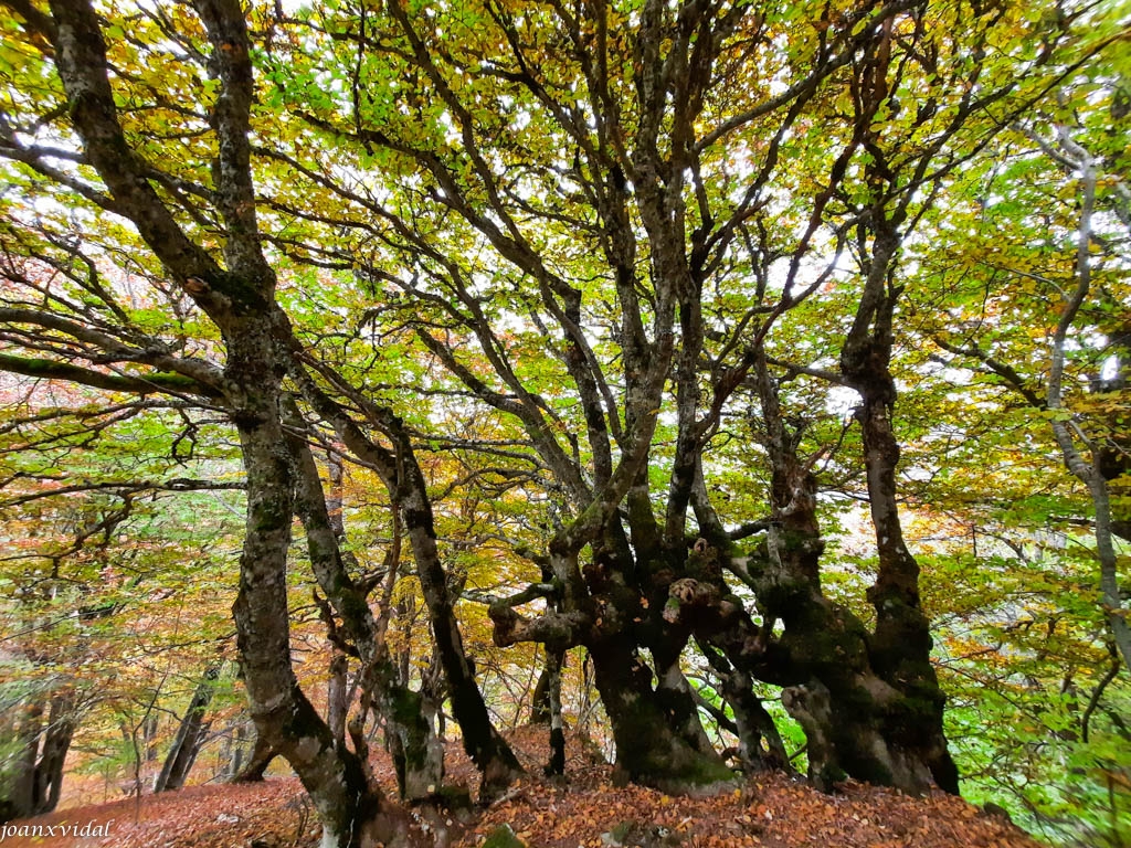 BOSC DE CARLAC