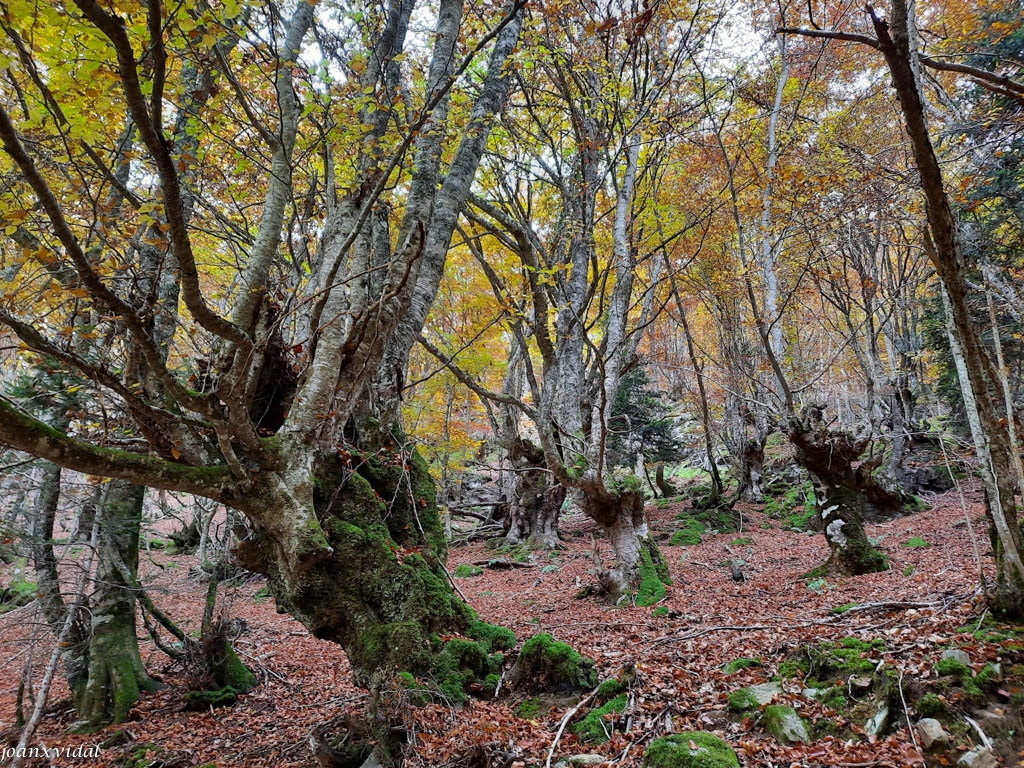 BOSC DE CARLAC