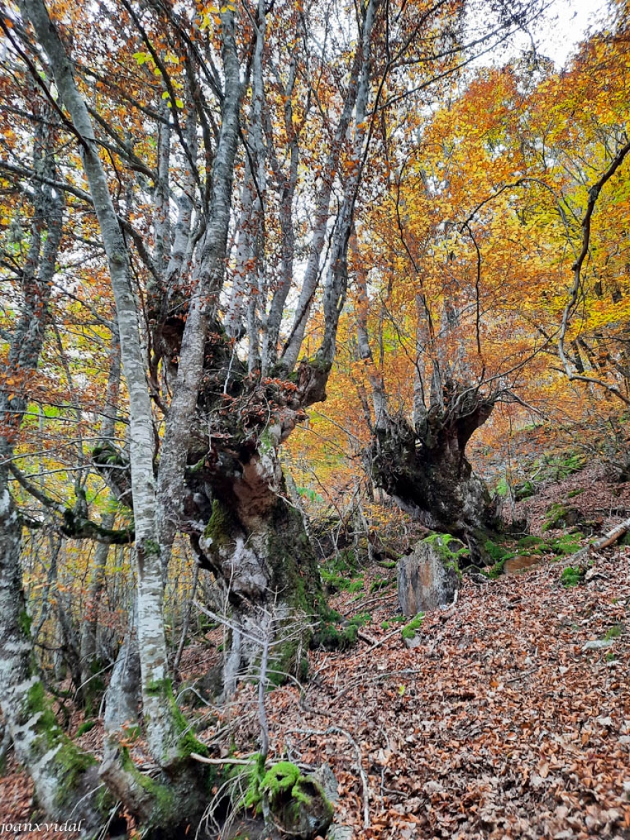 TARDOR AL BOSC DE CARLAC