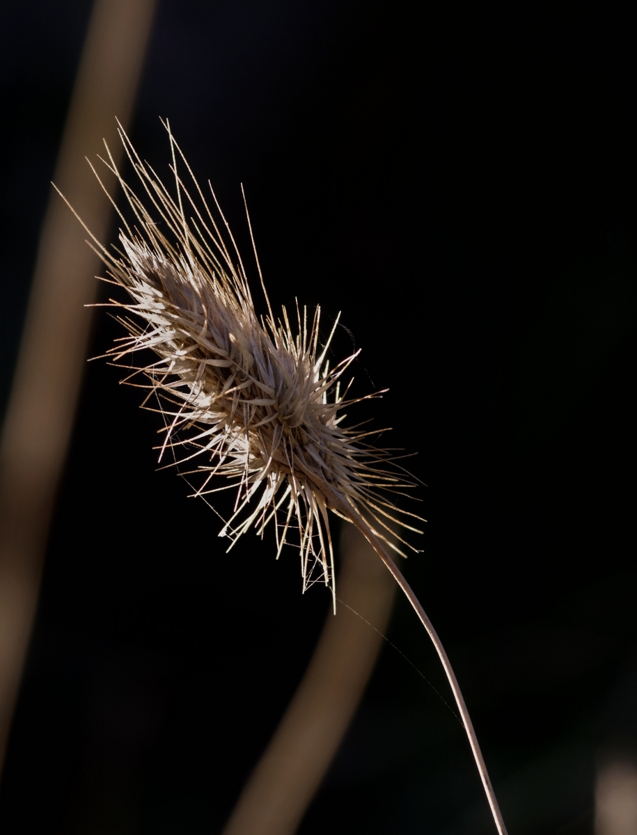 Naturaleza Muerta I