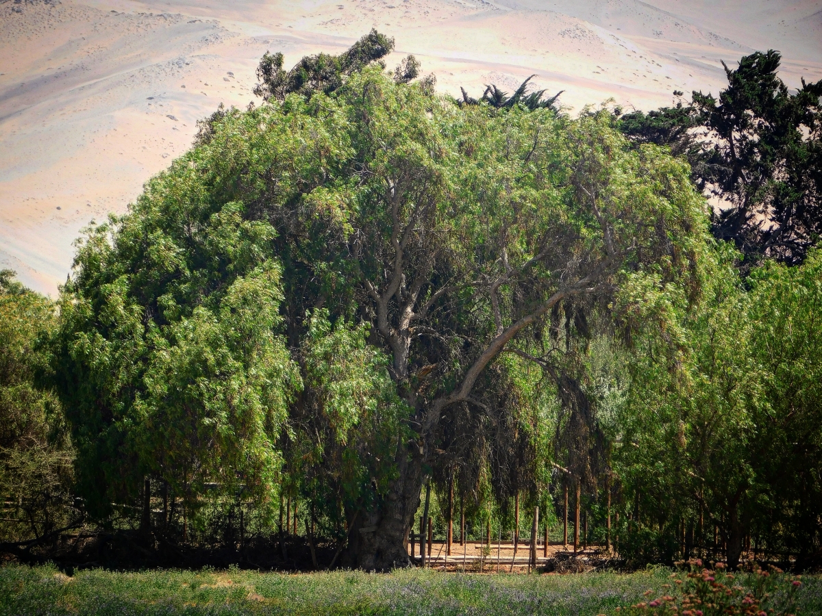 El Norte y sus espacios verdes