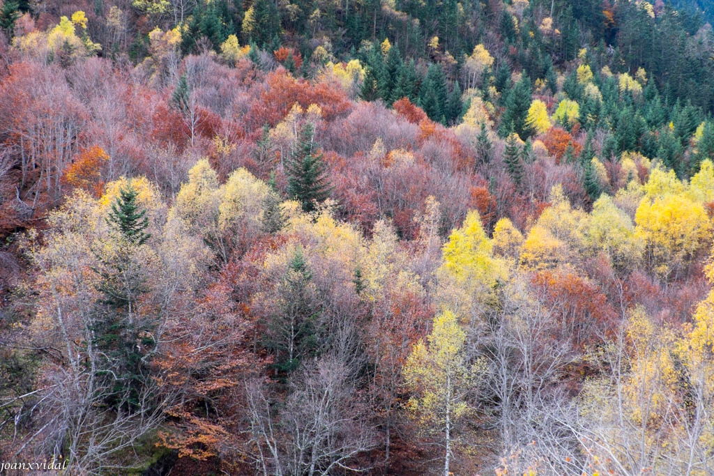 VALL DE VARRADS