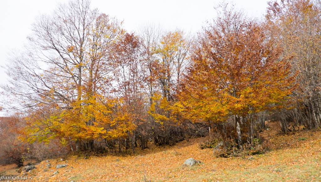 TARDOR A LA VALL DE VARRADS