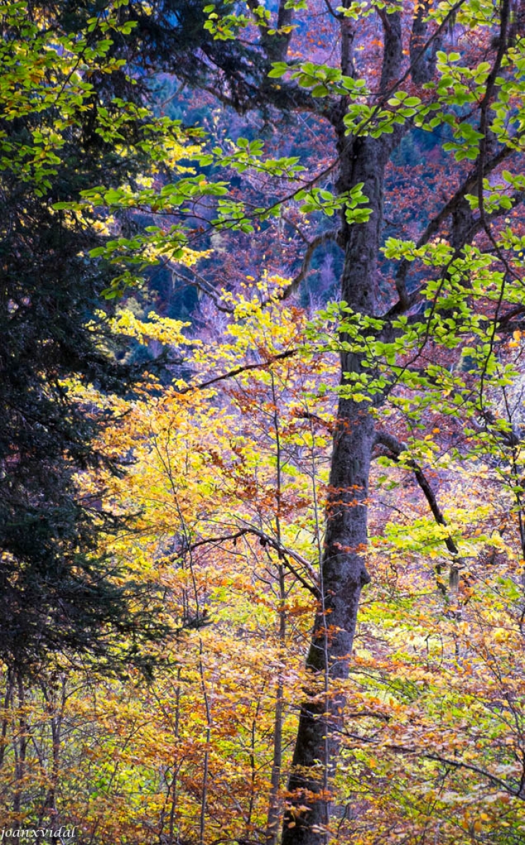 TARDOR A LA VALL DE VARRADS