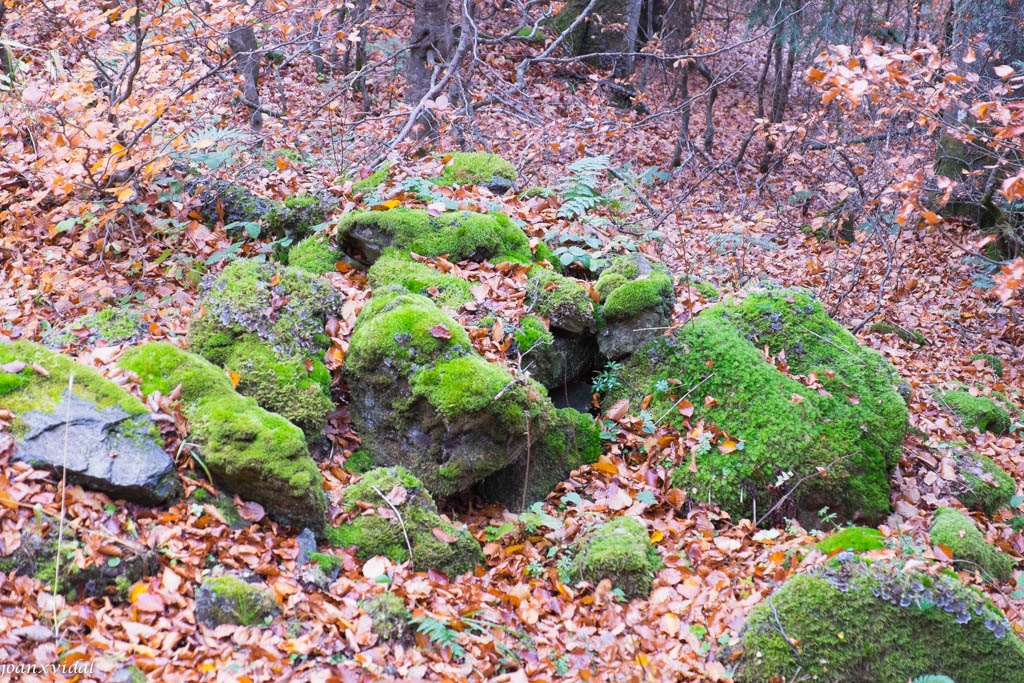 TARDOR A LA VALL DE VARRADS