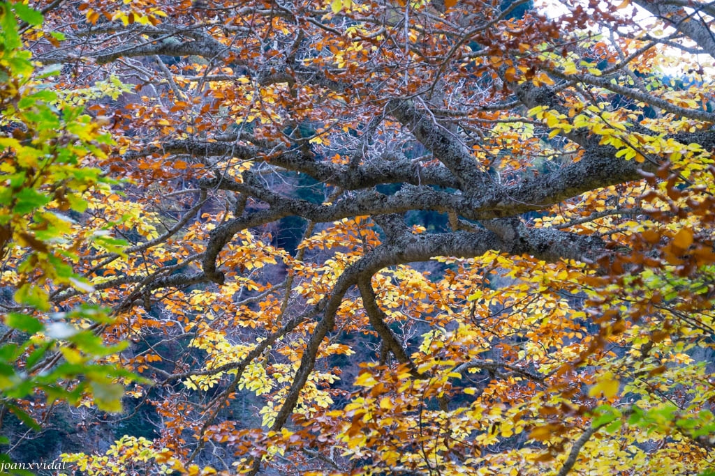 TARDOR A LA VALL DE VARRADS