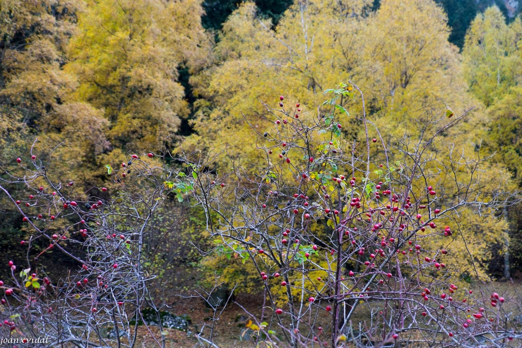 BOSC DEL GERDAR