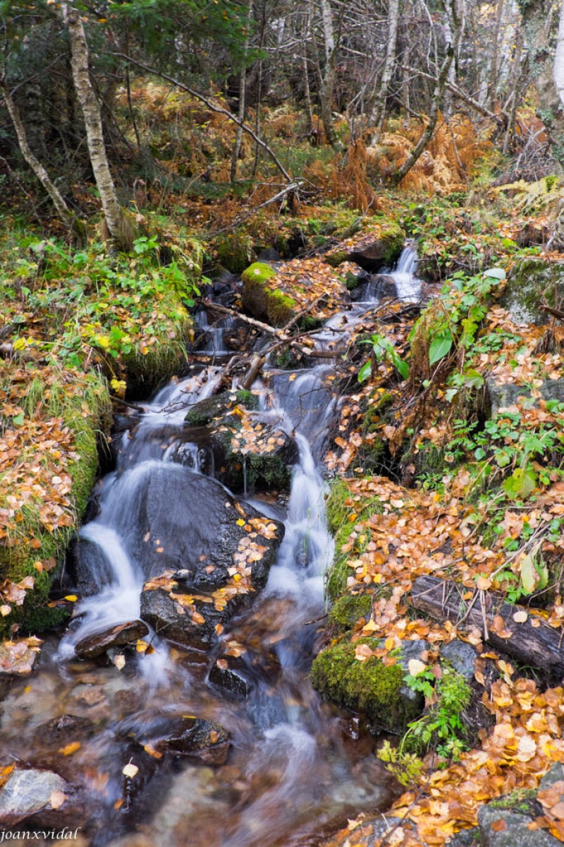 BOSC DEL GERDAR