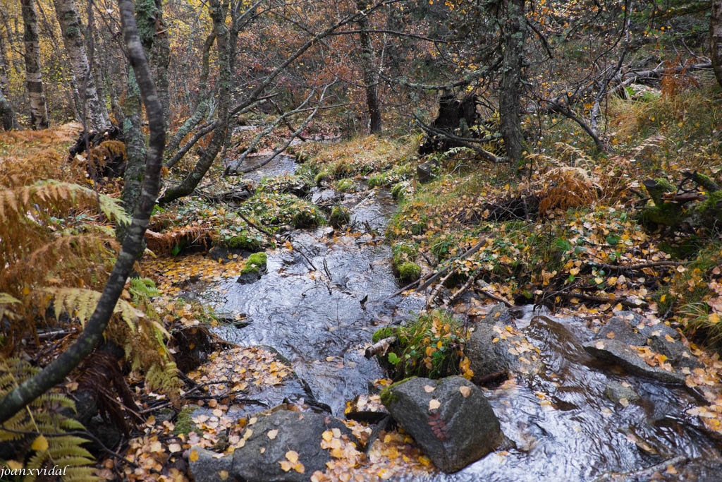 BOSC DEL GERDAR