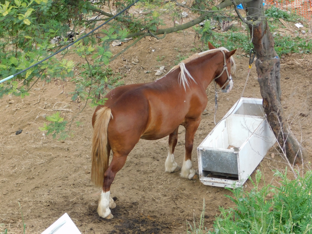 Estacionamiento para caballos jajajajajaja