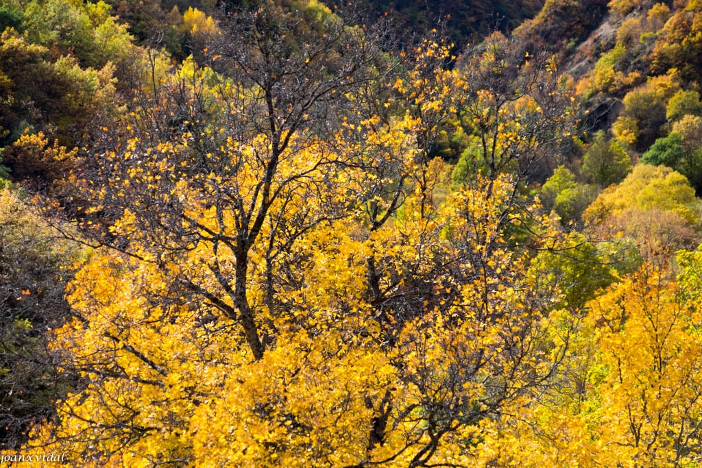 PARC NATURAL DE L\'ALT PIRINEU