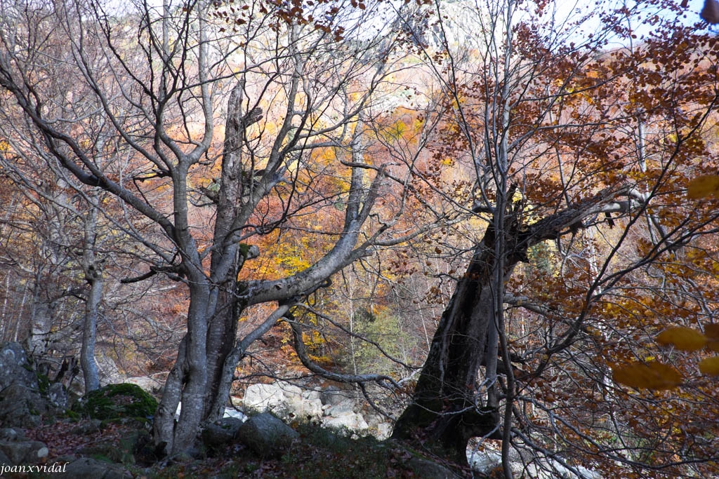 TARDOR A LA VALL DE SALENQUES