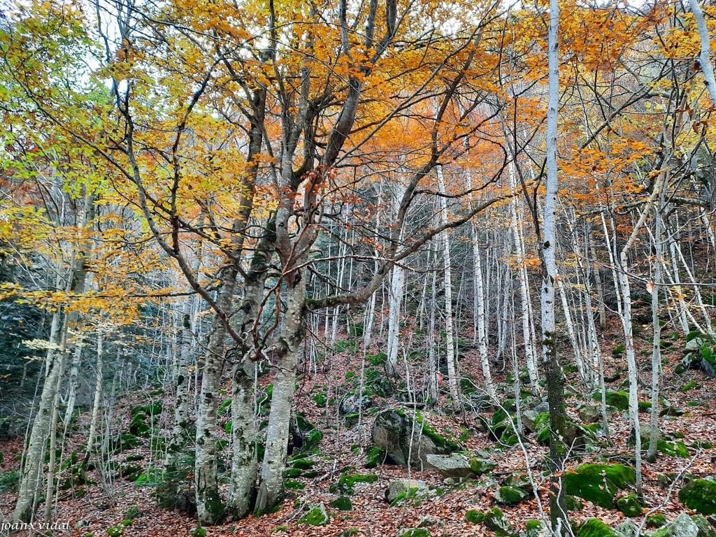 TARDOR A LA VALL DE SALENQUES