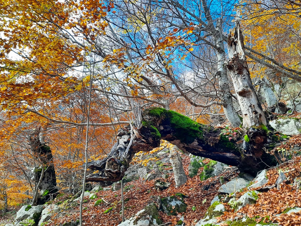 TARDOR A LA VALL DE SALENQUES