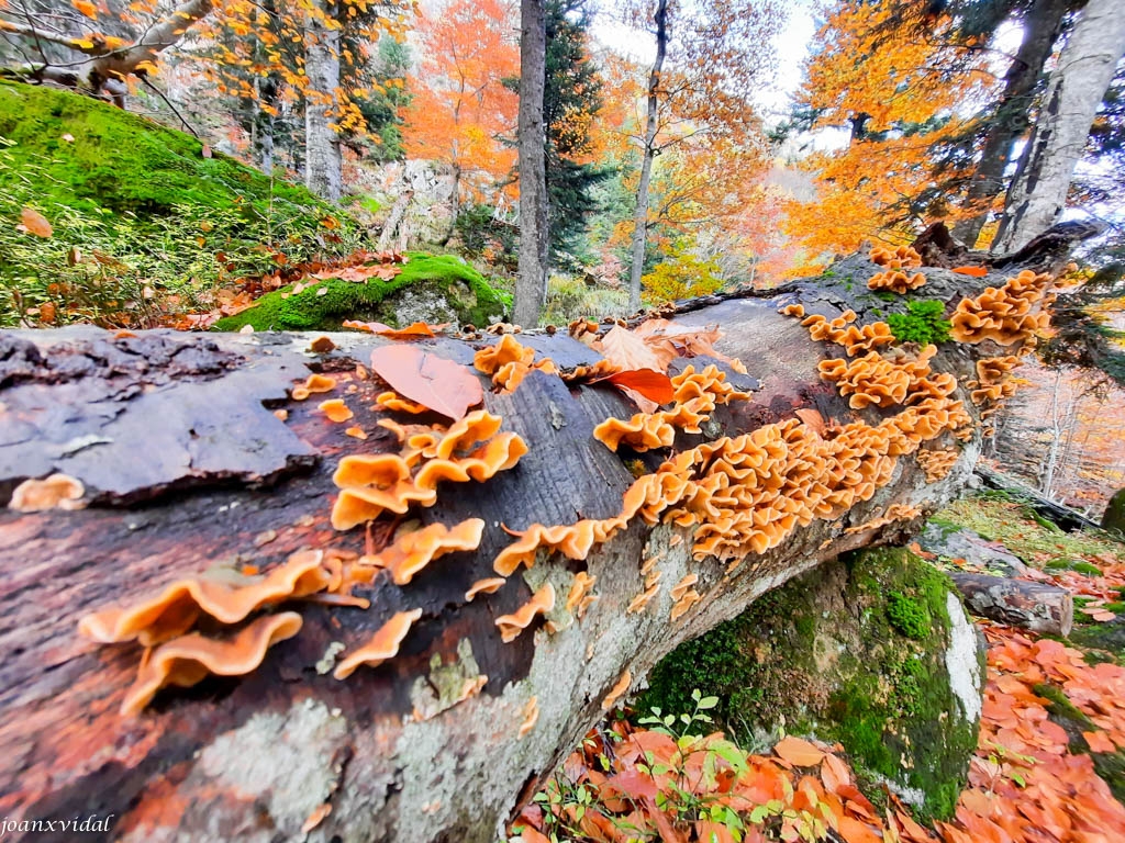 TARDOR A LA VALL DE SALENQUES