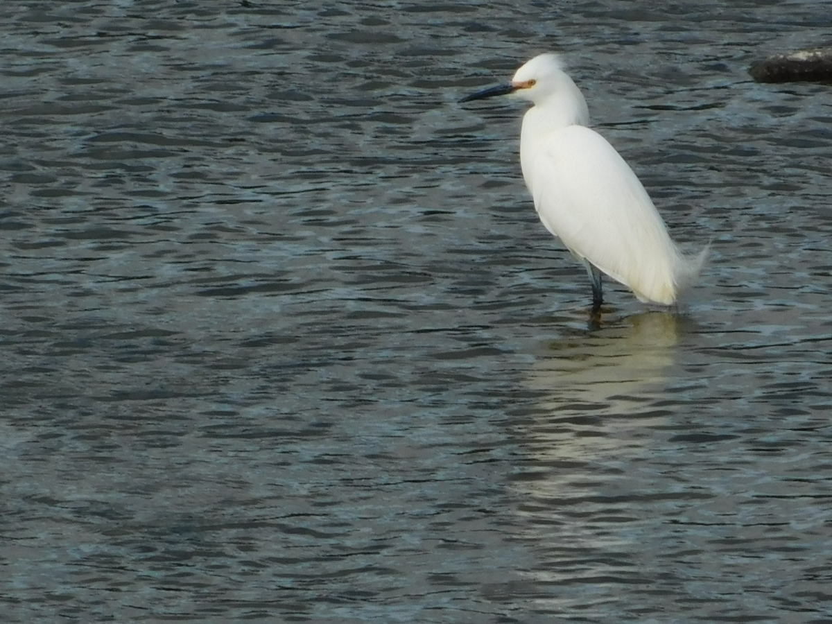 Aves del lugar 1