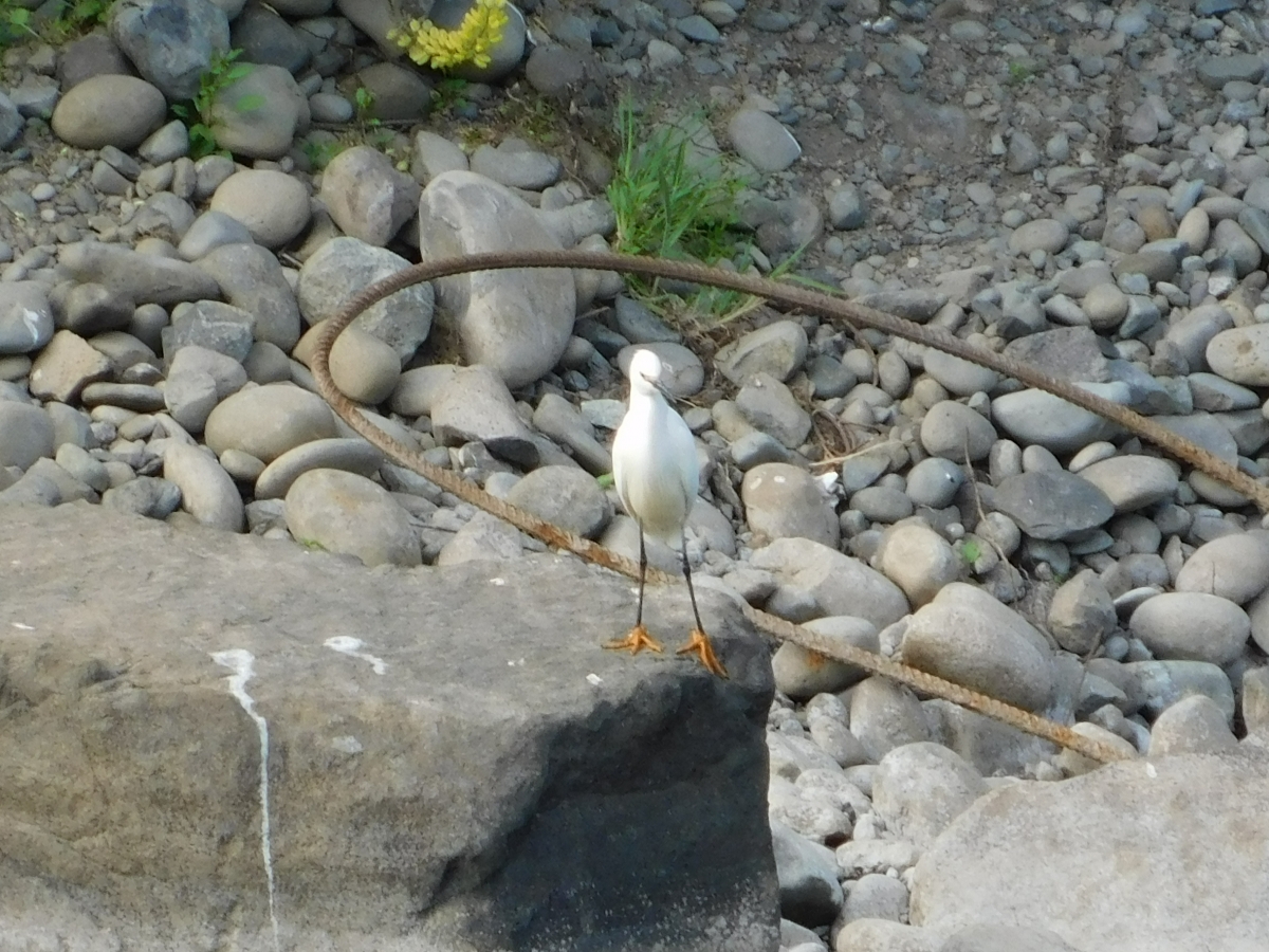 Aves del lugar 2