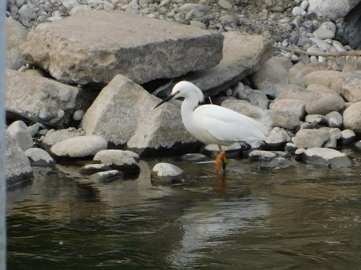 Aves del lugar 3