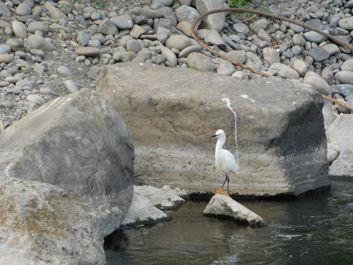 Aves del lugar