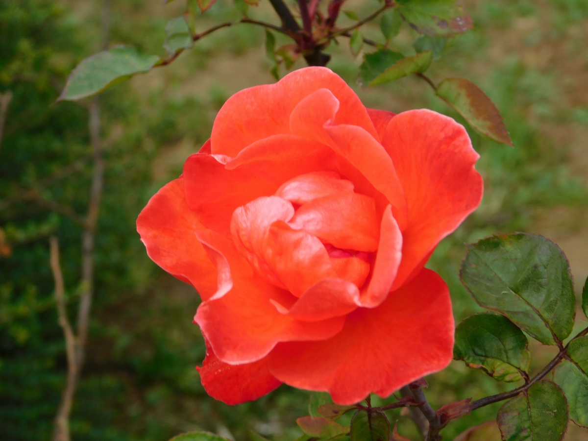 Rosa en el camino