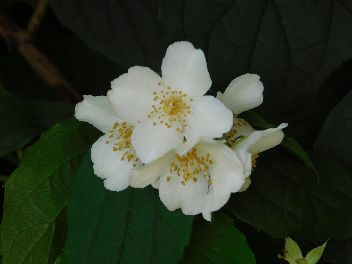 Flor en el camino