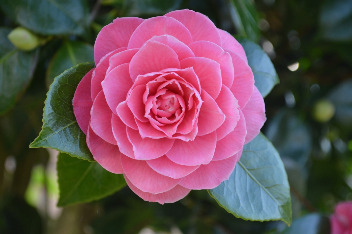 Camelia