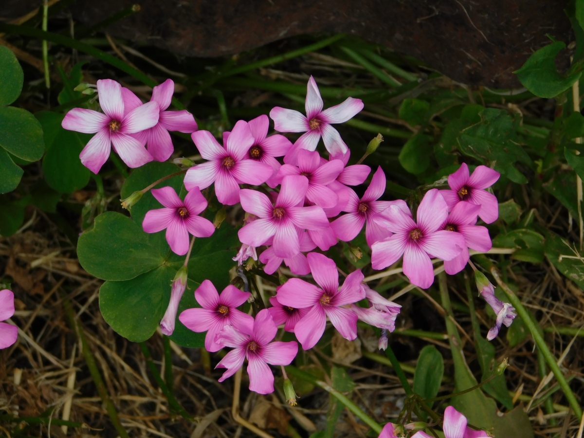 Flor en el camino 2