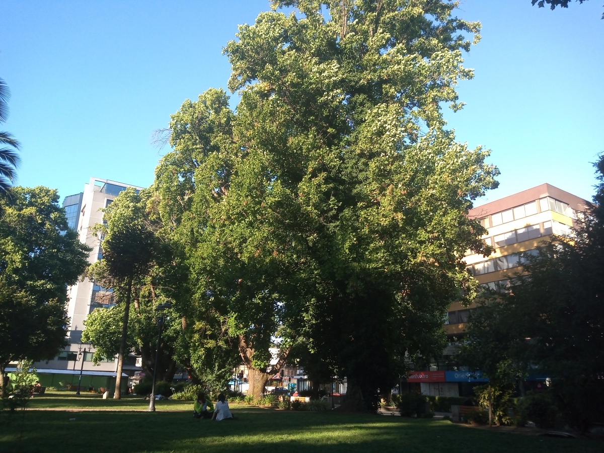 Plaza de Temuco