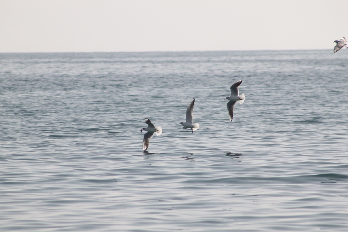 La gaviota un pez roba 1