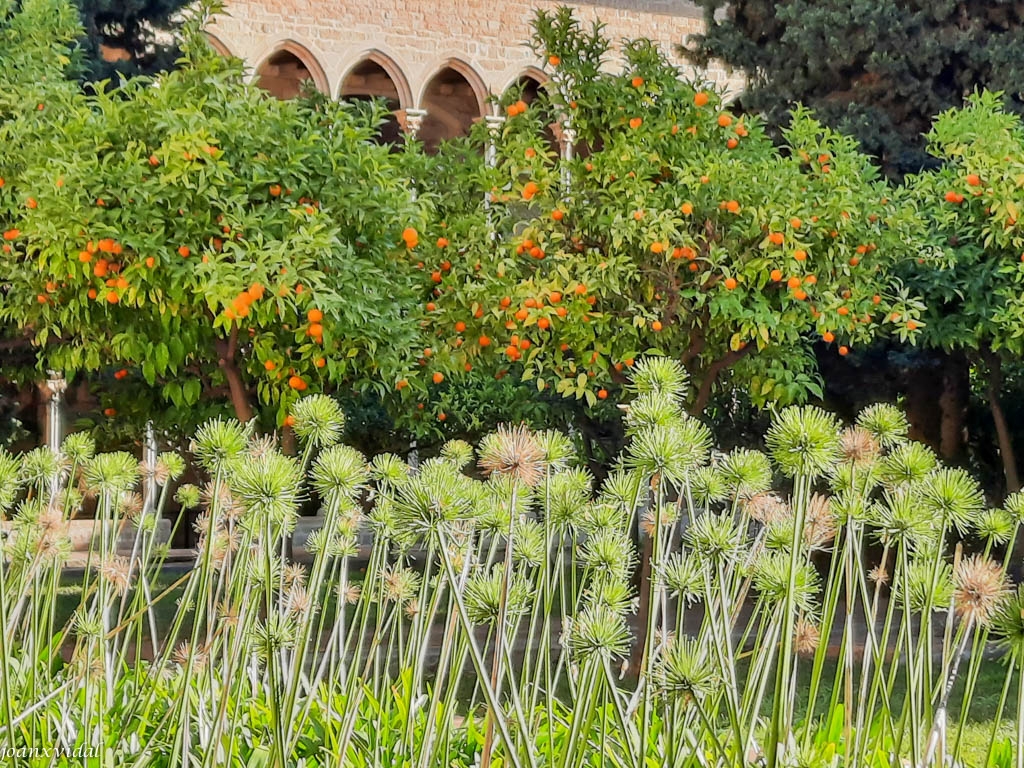 MONESTIR DE PEDRALBES