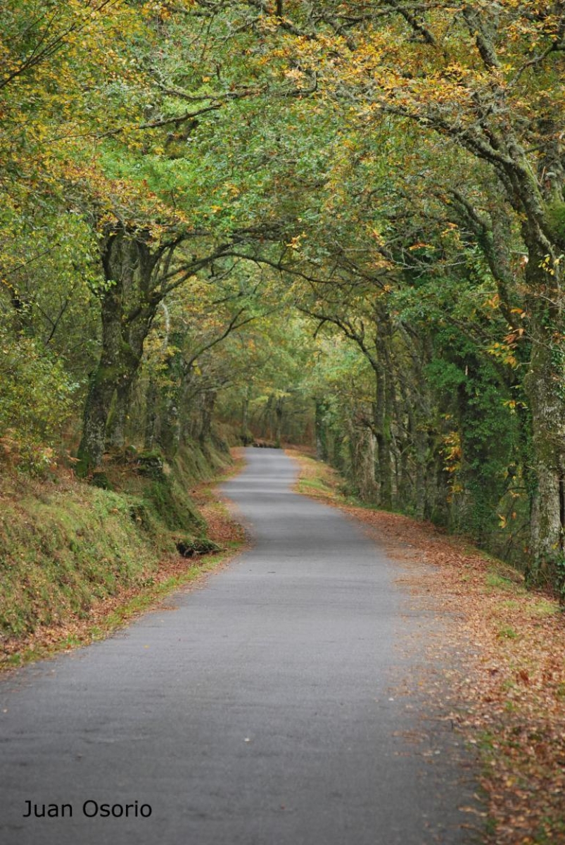 Estrada sombreada