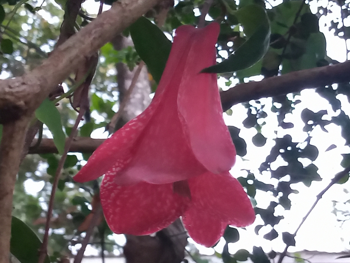 El copihue flor nacional 