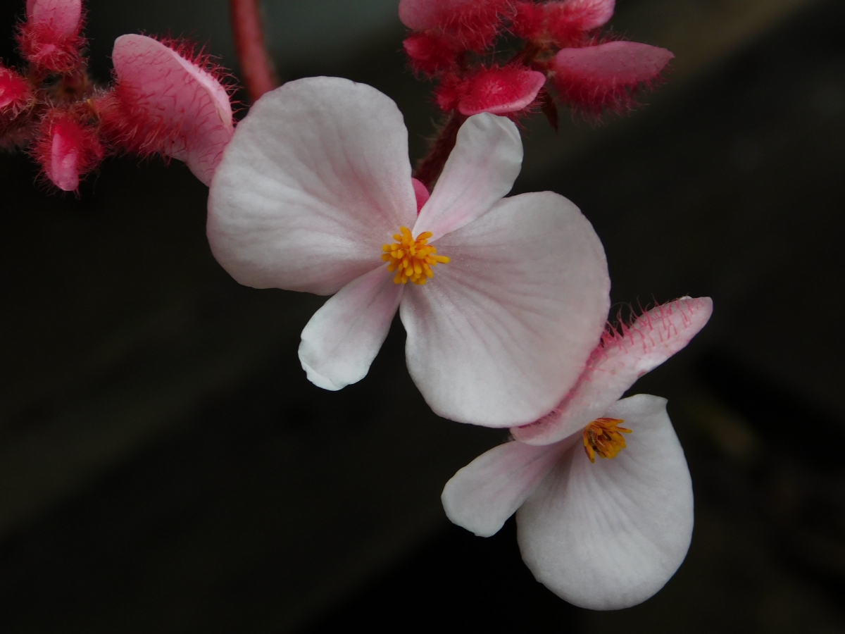 Una macro para poder apreciar mejor los detalles de esta flor