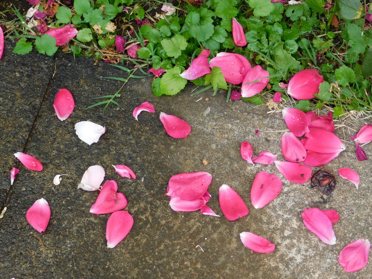 Alfombra de petalos de rosa