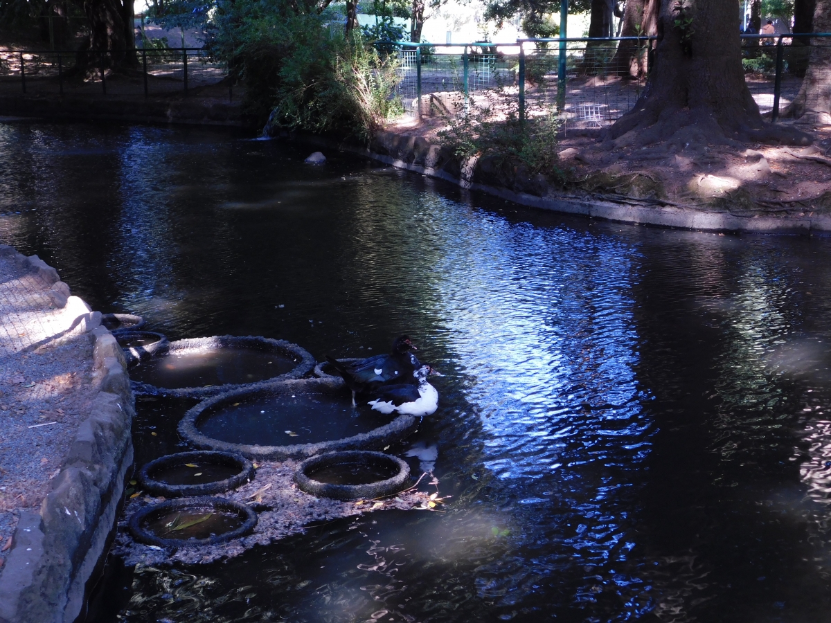 Laguna en el parque