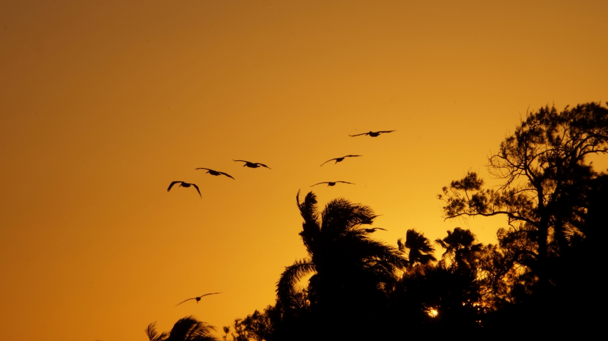 Pelicanos al atardecer