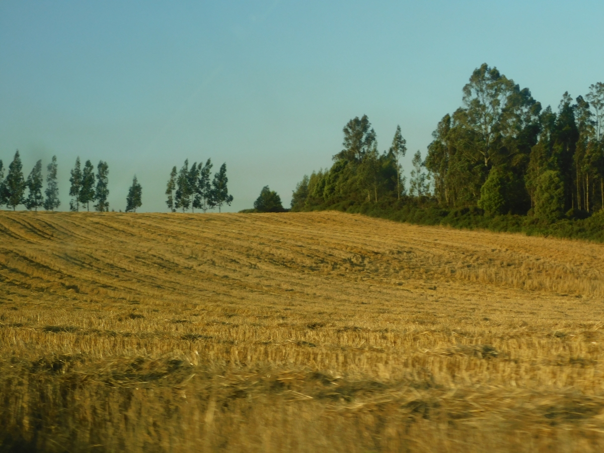 Siguiendo la ruta, nos encontramos con el campo cosechado